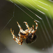 Cross Orbweaver Spider Building it's web
