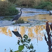Heron at dam's edge