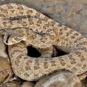 young rattler