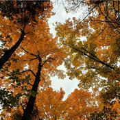 Bel arbre à couleurs d'automne. jg