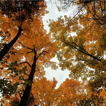 Bel arbre à couleurs d'automne. jg
