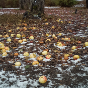 Tapis de pommes après la première neige