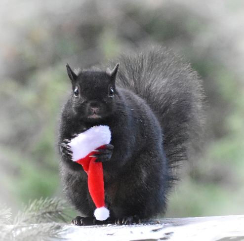 A Santa hat for squirrel. Cobourg, ON