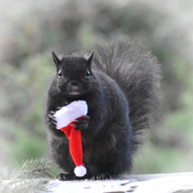 A Santa hat for squirrel.