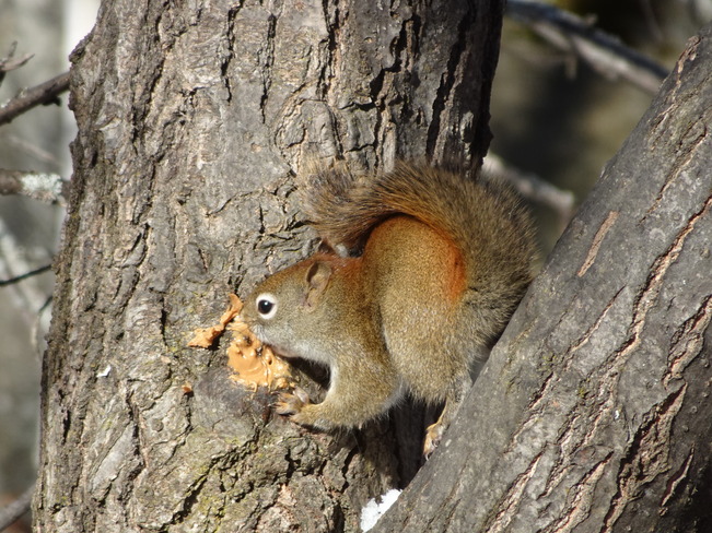 Hungry Squirrel Sudbury