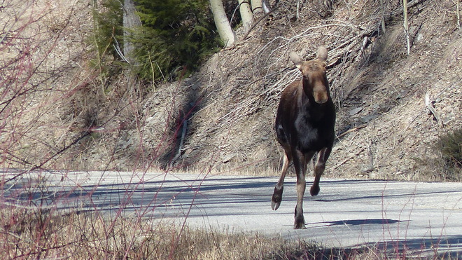 Moose Grand Forks, CA-BC