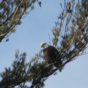 Bald eagle in laurelwood.