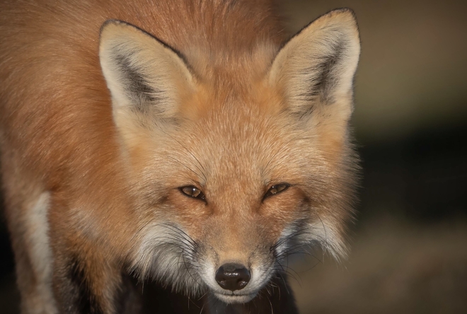 Fox with new coat Ottawa, Ontario, CA