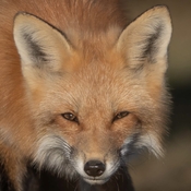 Fox with new coat