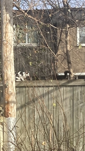 Squirrel meets Cat! Ottawa, Ontario, CA