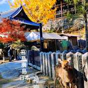 Nov 27 2023 Autumn Colors-Miyajima Hiroshima Japan Vacation Iris Chong Toronto