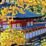 Nov 27 2023 Autumn Colors-Miyajima Hiroshima Japan Vacation Iris Chong Toronto