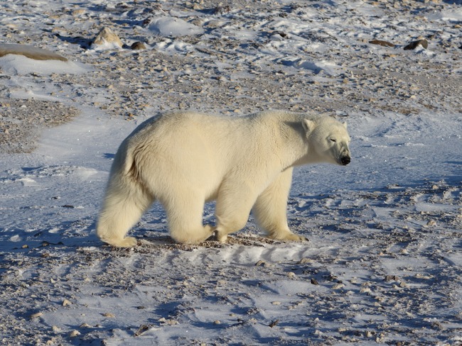 Polar Bears at Churchill. Churchill, MB