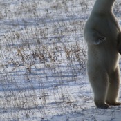 Polar Bears at Churchill.