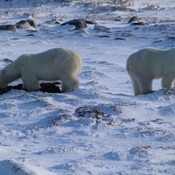 Polar Bears at Churchill.