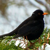 Winter and the black thrush