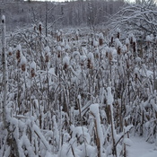 Snow covered Frosted Cattails