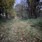 Deer on a trail
