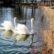 Swans in the winter sun