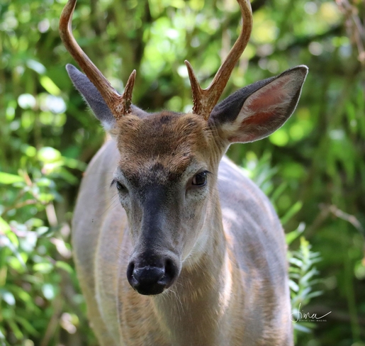 Buck deer Whitby, Ontario, CA