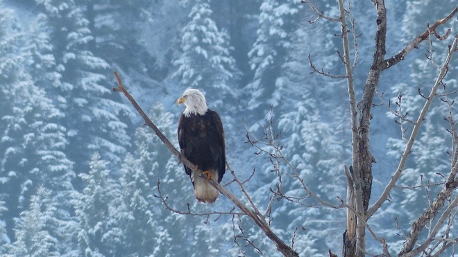 Bald eagle Grand Forks, CA-BC