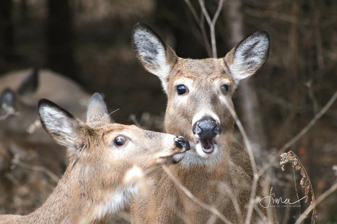 Deer love Whitby, Ontario, CA