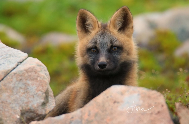 Baby fox Bonavista, Newfoundland and Labrador, CA