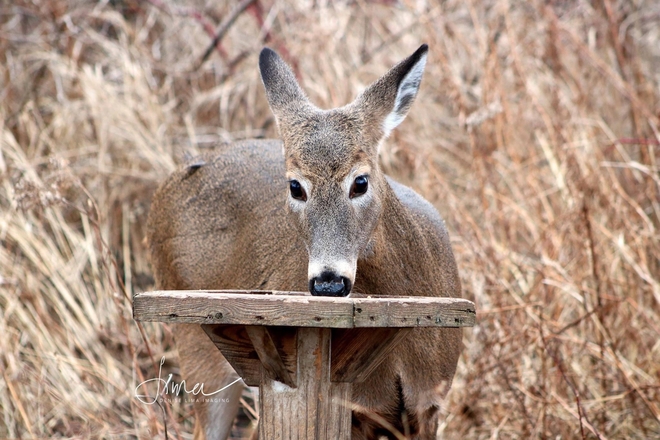 Deer eyeing me Whitby, Ontario, CA