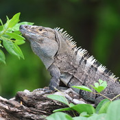 Beautiful Wildlife in Costa Rica