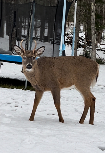 Petit buck dans ma cour arrière Sainte-Catherine-de-Hatley, Québec, CA