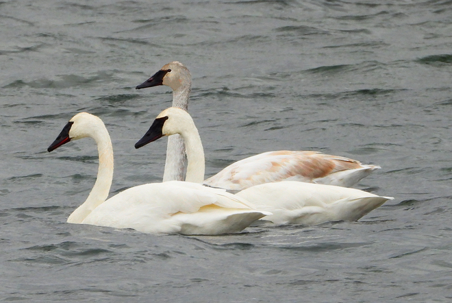Three Trumpeter Swans Ingleside, ON