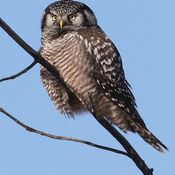Good winter for Northern Hawk Owl