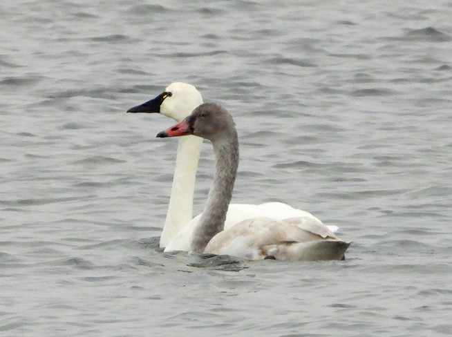Tundra Swans Ingleside, ON