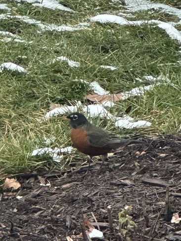 Why is the are a Robin still in Caledon on Dec 4? Caledon Village, Ontario, CA