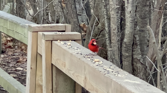 Cardinal hauling lunch Etobicoke, Ontario, CA