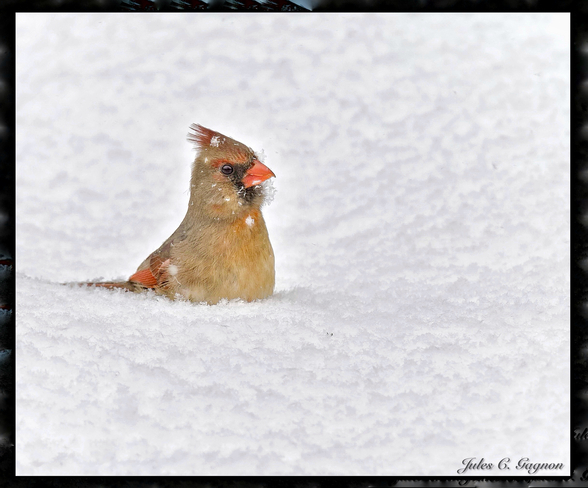 Snowfall Cardinal Ottawa, ON