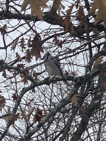 Blue Jay Perch Gananoque, Ontario, CA