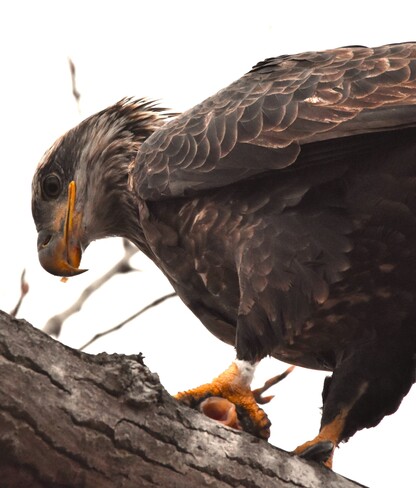 immature bald eagle Tilbury, ON