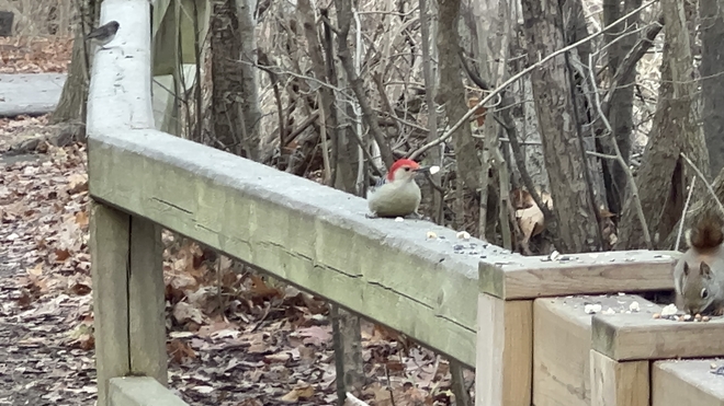 Red-bellied woodpecker Etobicoke, Ontario, CA