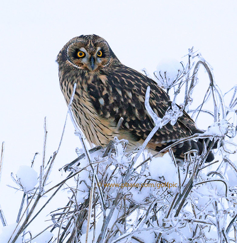 The owl's ice kingdom Ottawa, ON
