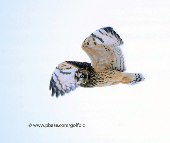 Short-eared owl in flight Ottawa, ON
