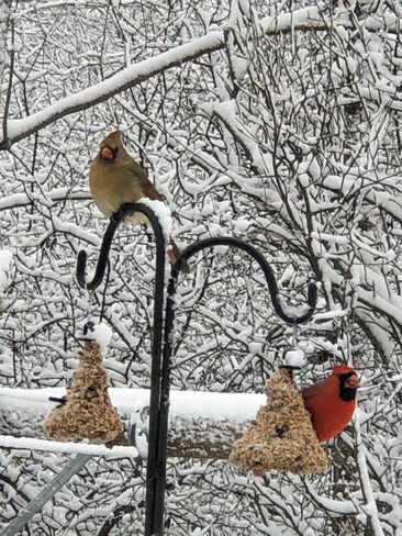 Beautiful male & female Cardinals Brockville, ON