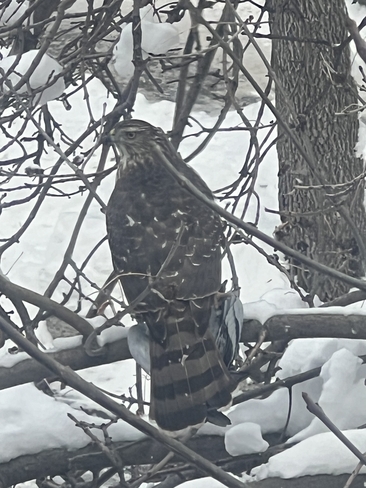 Broad-wing hawk Montréal, Quebec, CA