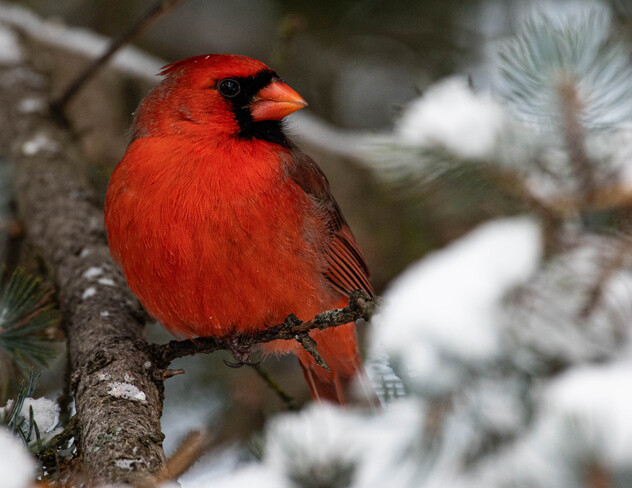 Winter birding Fletcher Wildlife Garden, Prince of Wales Drive, Ottawa, ON