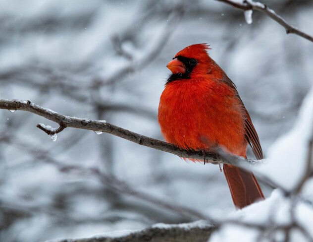 Cardinal on a cold day. Fletcher Wildlife Garden, Prince of Wales Drive, Ottawa, ON