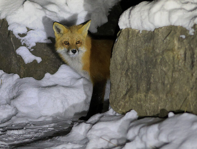 Fox at night Ottawa, ON