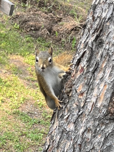 Cheeky squirrel Rocky Mountain House, Alberta, CA