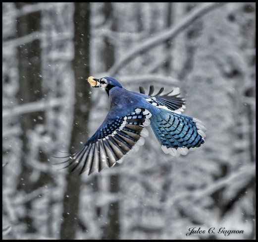 Blue Jay in snowfall Ottawa, Ontario, CA