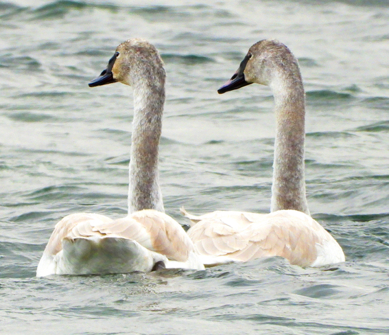 Two Young Trumpeter Swans Long Sault, Ontario, CA