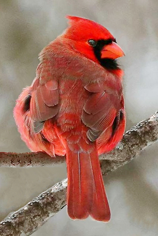 Northern Cardinal Ingleside, Ontario, CA